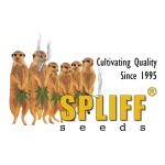 Spliff Cannabis Seeds 0